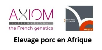 Elevage porc Afrique
