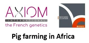 Elevage porc Afrique