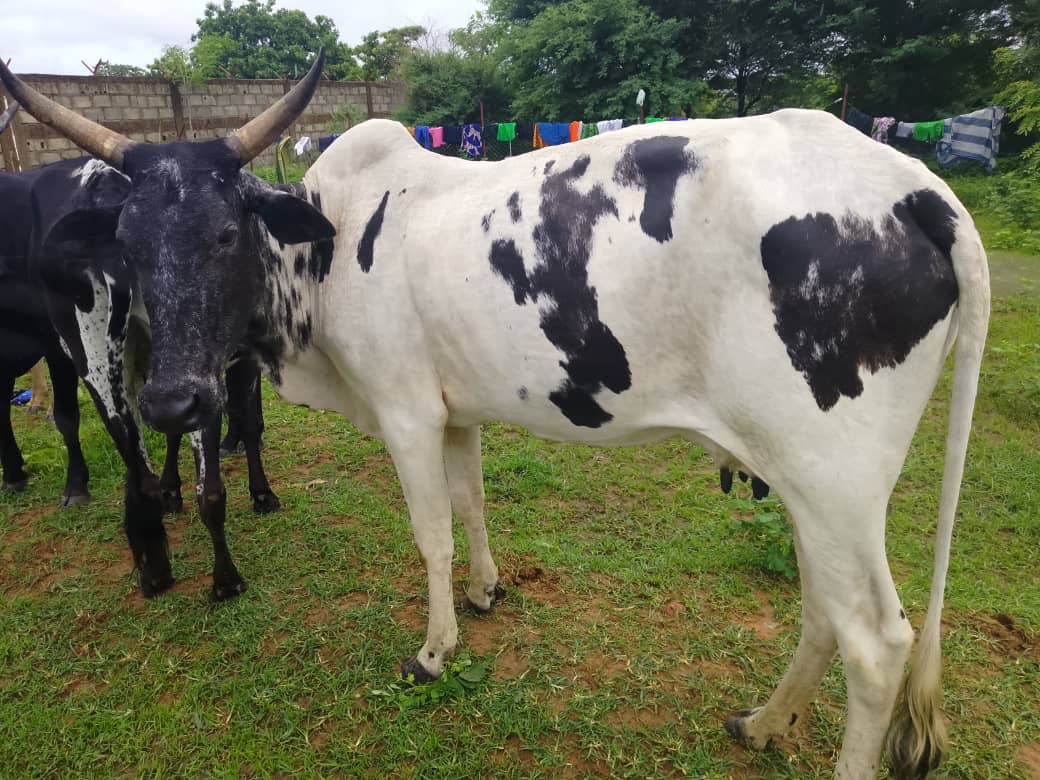 Visite levage de porc 1