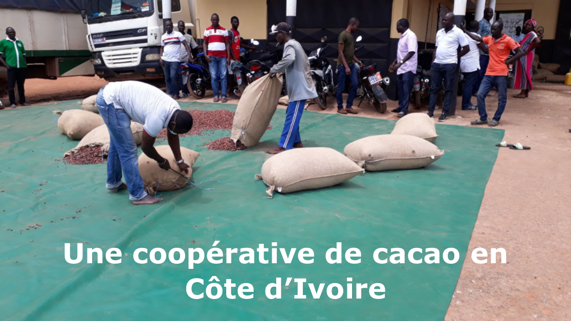 Cacao