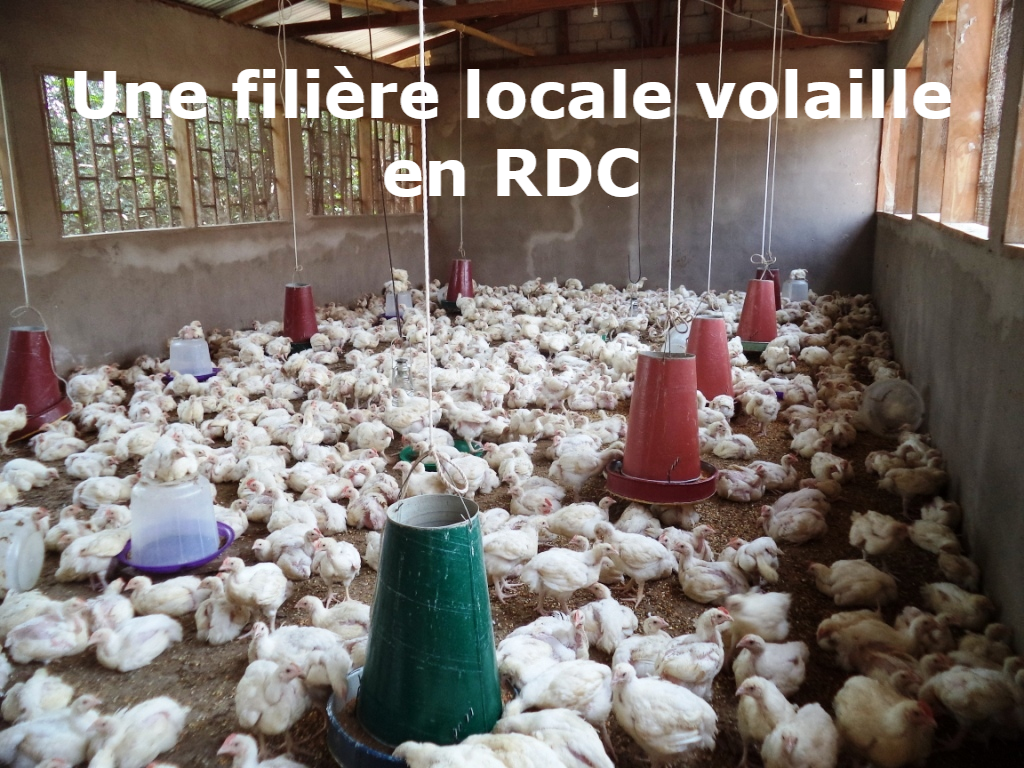 Volaille 3