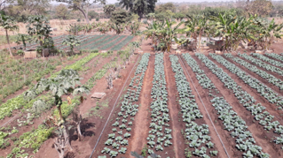 Potager Passari